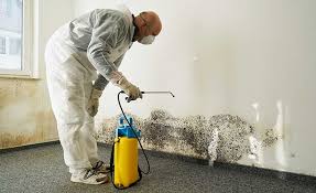 Best Water Damage & Mold Remediation  in Las Quintas Fronterizas, TX