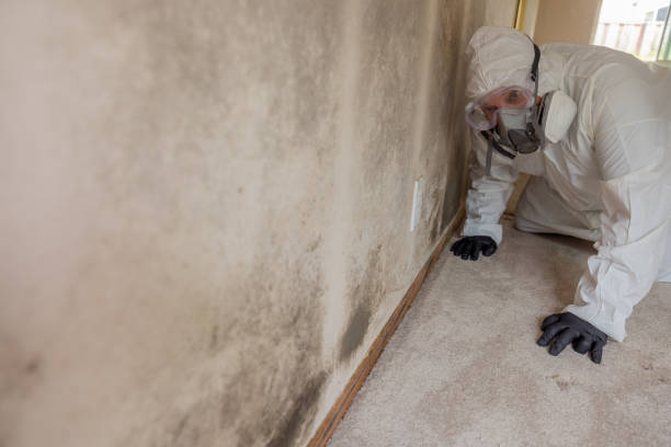 Best Asbestos and Lead Testing During Mold Inspection  in Las Quintas Fronterizas, TX